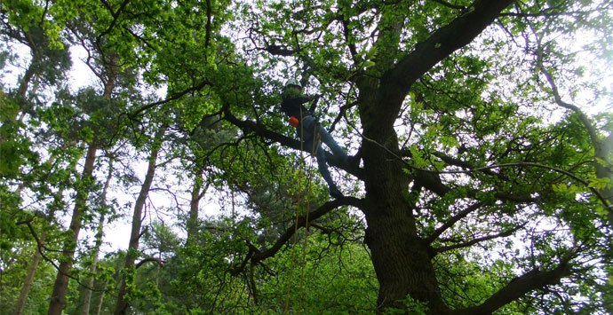 cooljobs: i get paid to climb trees and save bats